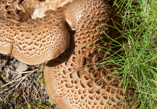 능이버섯_부작용