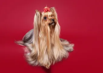 털 안 빠지는 강아지 견종 추천 털 알레르기 적은 강아지 털 안빠지는 대형견 소형견_10