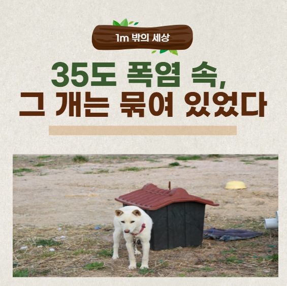 35도 폭염 속, 묶인 개의 하루를 지켜보다: 방치된 생명에 대한 기록