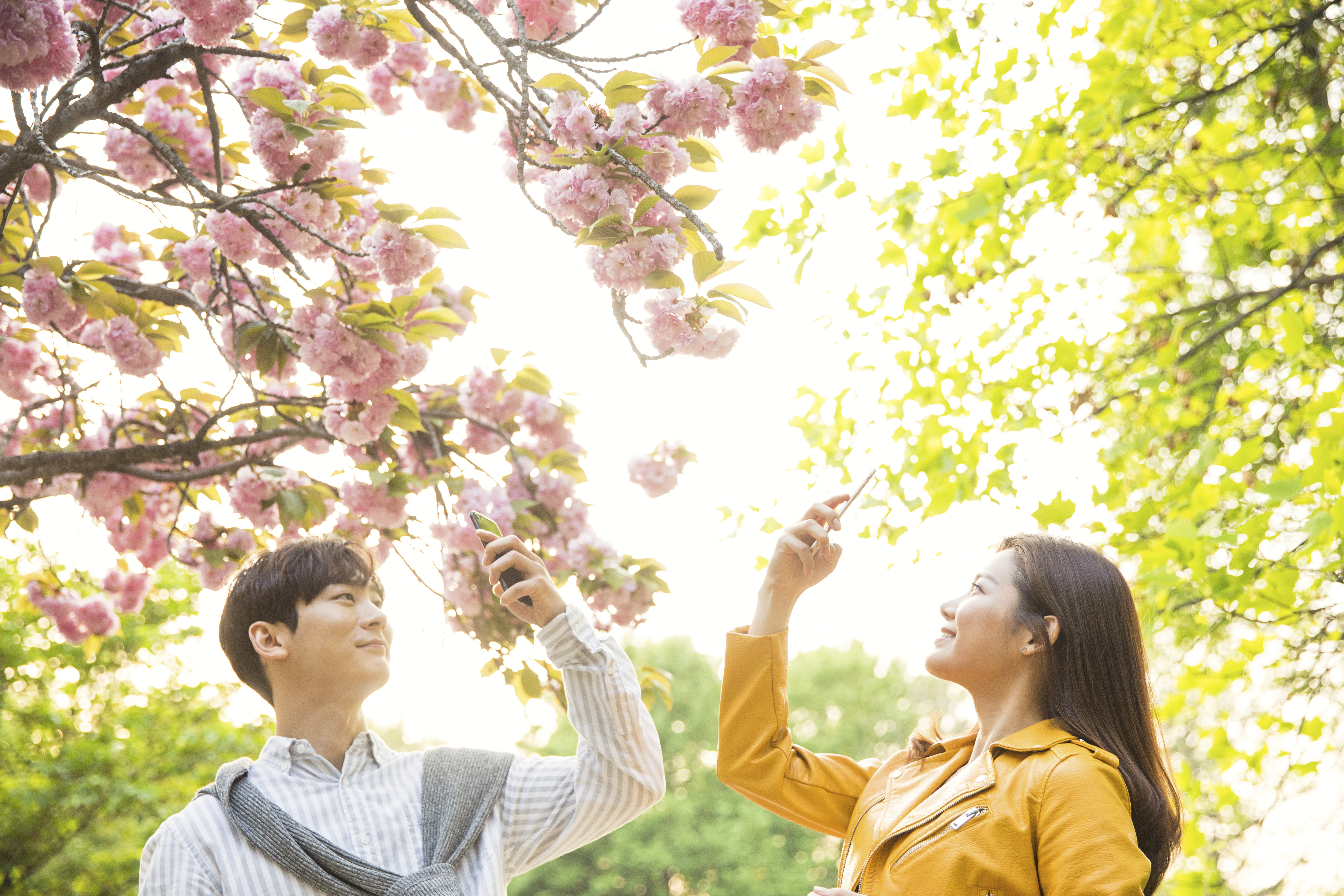 봄꽃 드라이브 코스