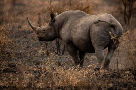 세계에서 가장 희귀한 동물 TOP 10