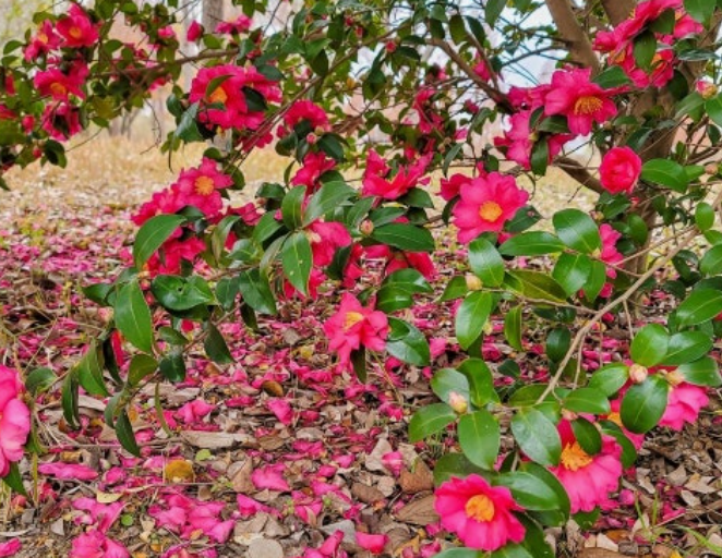 화명생태공원 동백꽃