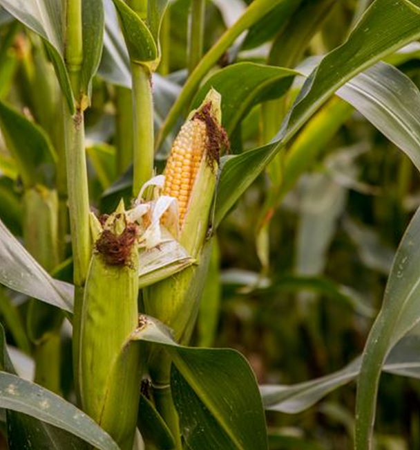 옥수수밭 사진,출처: unsplash 사진 제공