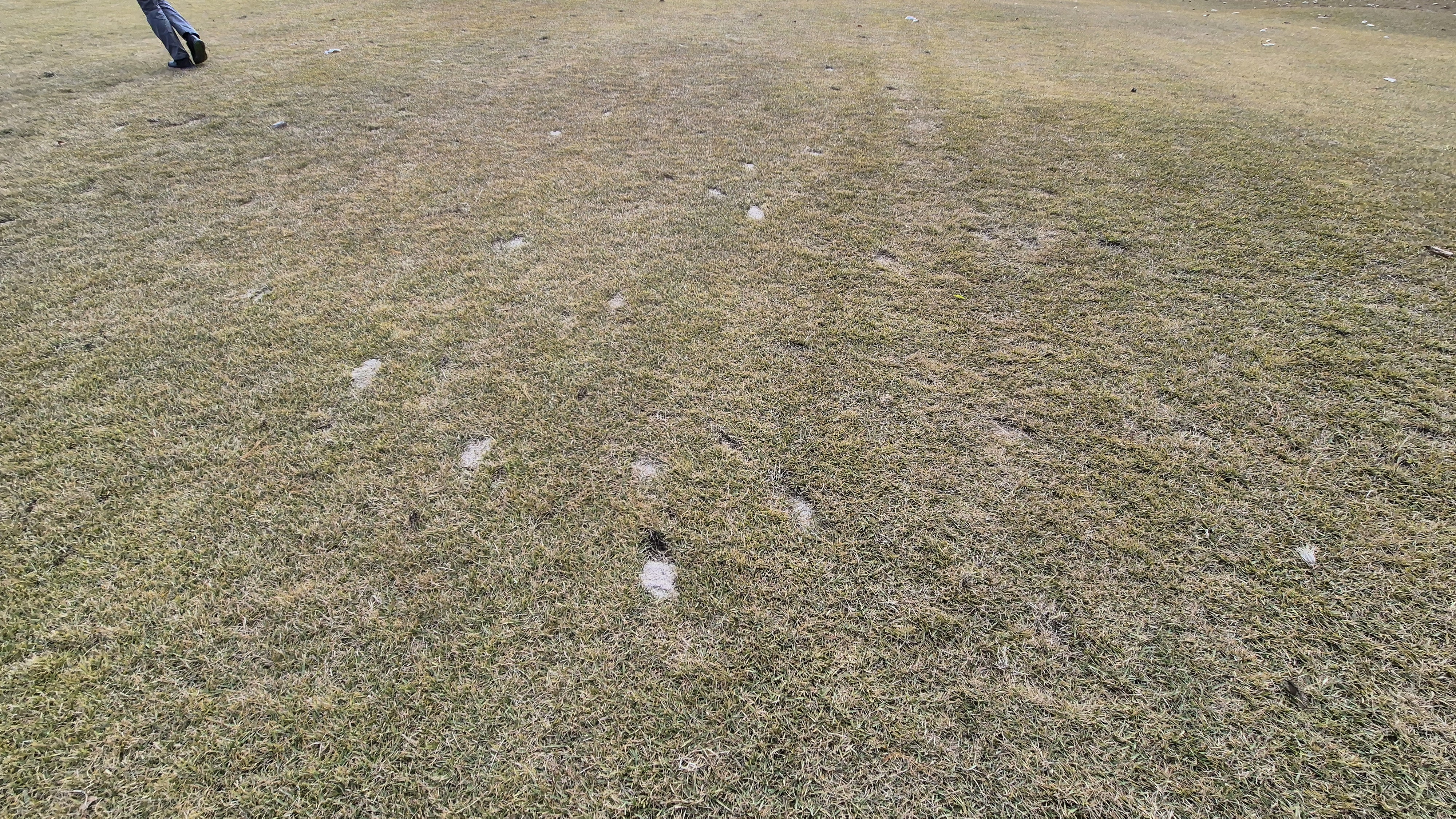 세종에머슨cc 밸리-마운틴 코스관리 상태