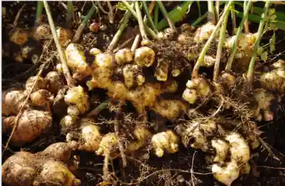 생강 가격 및 효능과 부작용, 먹을 때 주의점