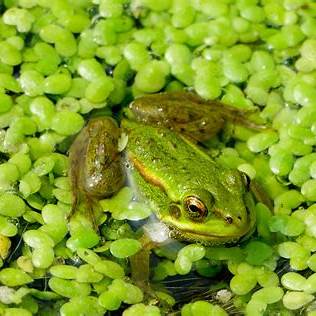 금개구리 보호해야하는 이유와 해결방법
