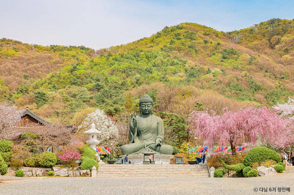 2024 벚꽃 개화시기