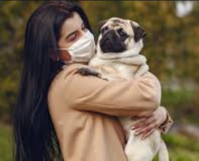 반려동물 코로나19 전파