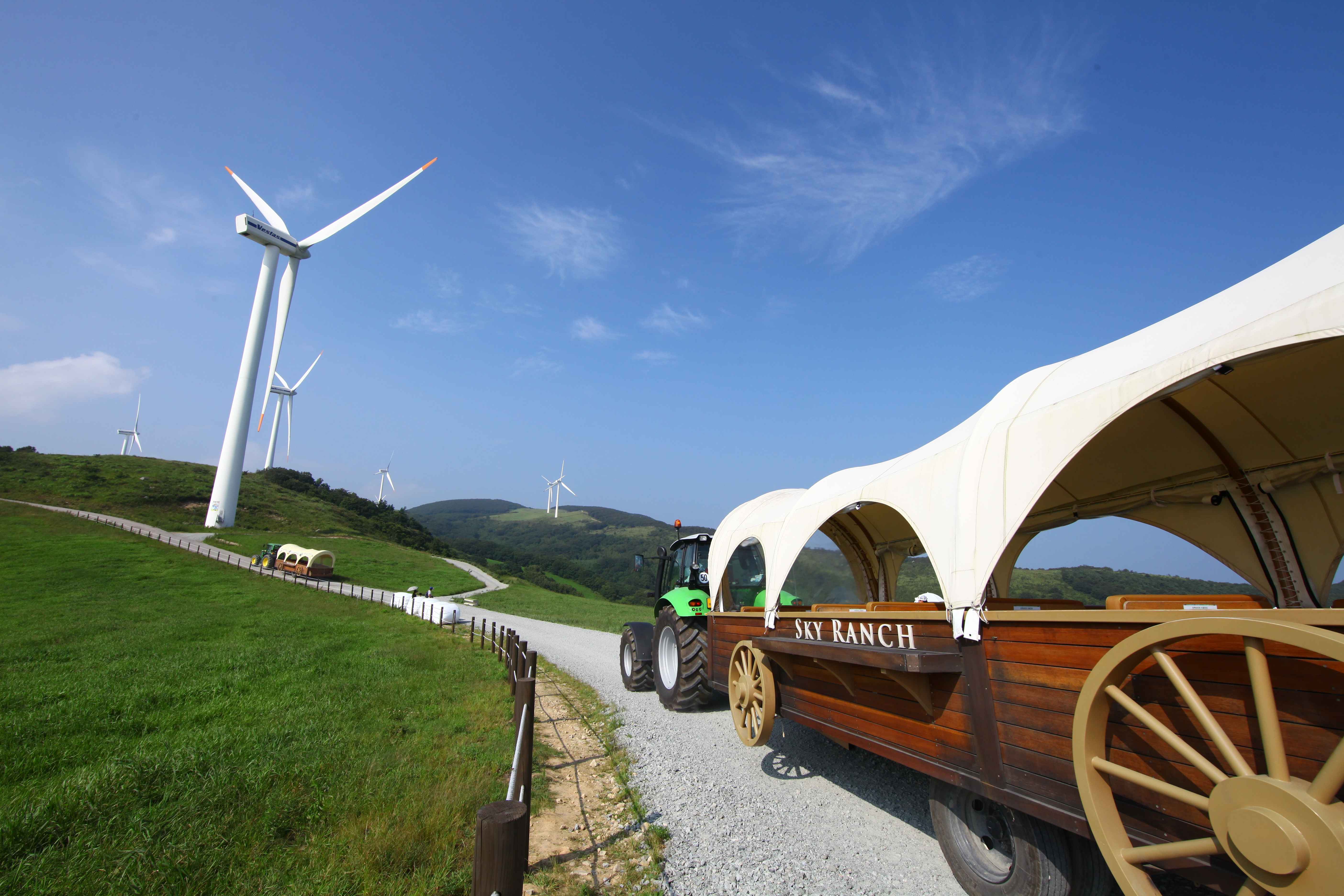 대관령 하늘목장 사진