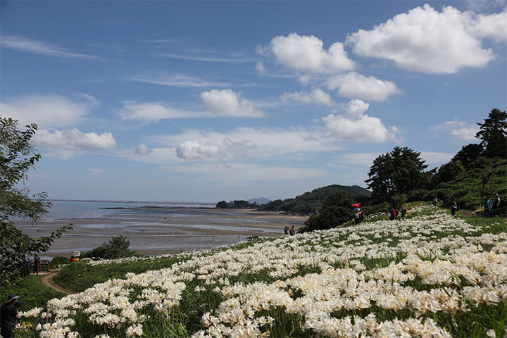 부안 변산마실길 2코스, 데이지꽃과 함께 걷는 힐링 산책길