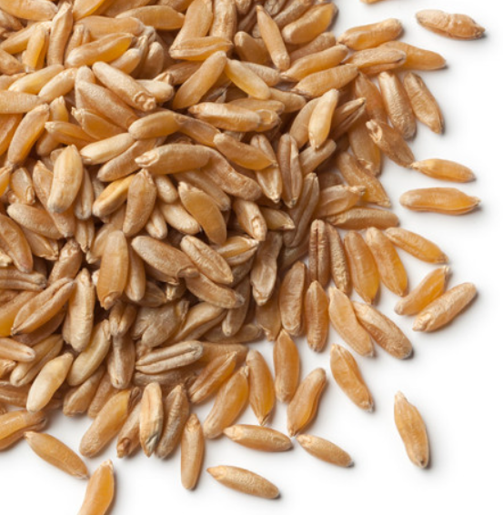 카무트 호라산 밀