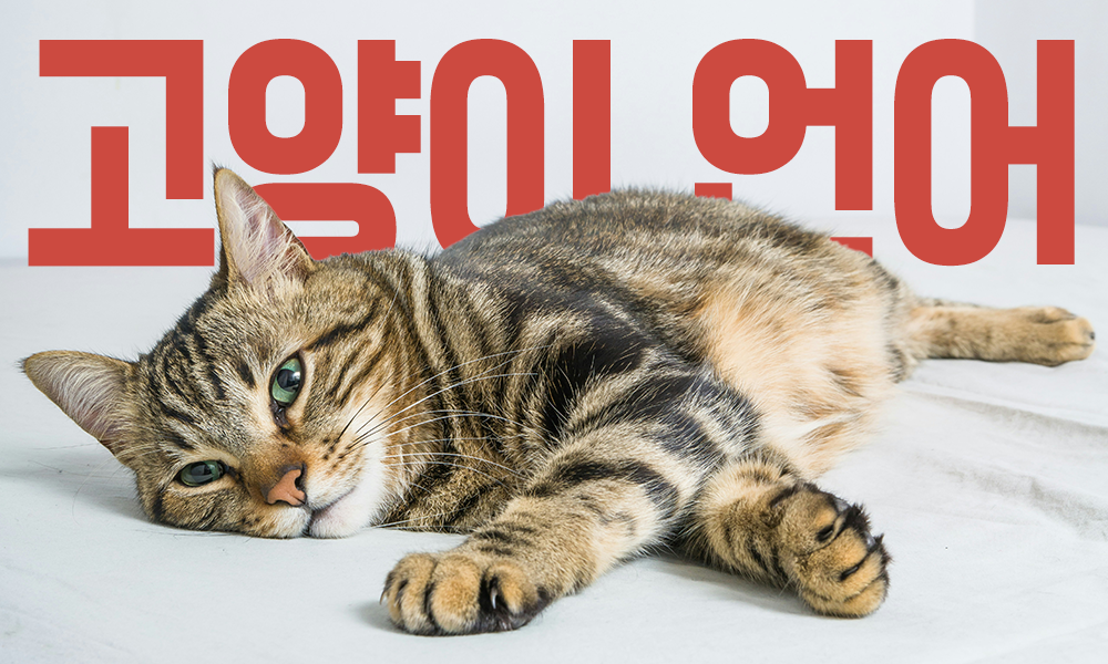 고양이-언어