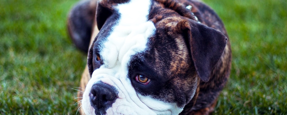 사료 급하게 먹는 강아지 13