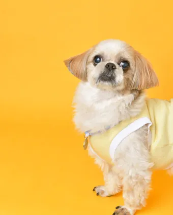 시츄 분양 가격 성격 장단점_12