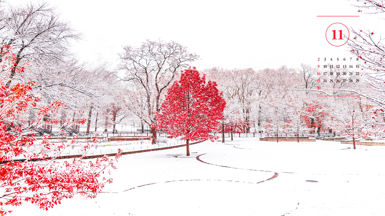 03 눈 내린 단풍나무 A - 2025년11월 노트북배경화면