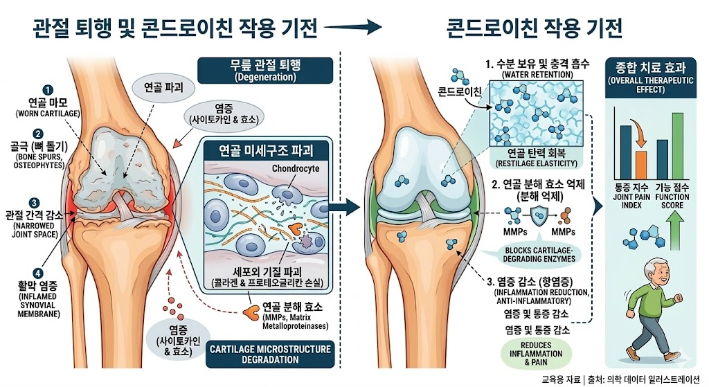 관절에서 콘드로이친 작용 기전 설명