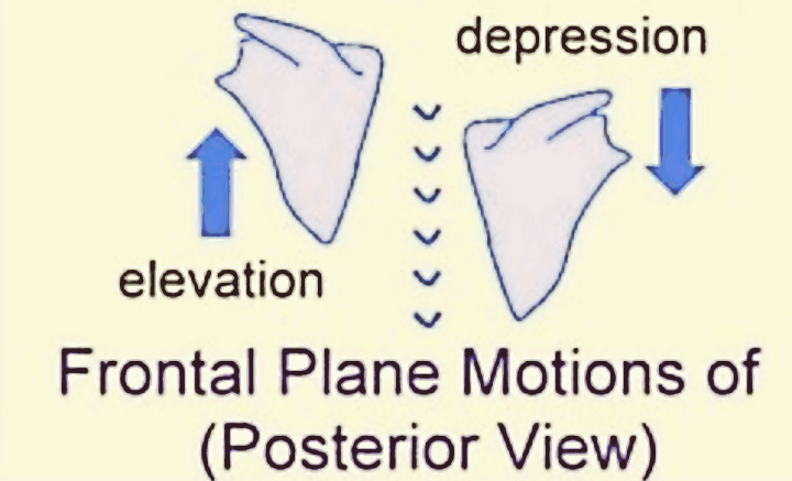 날개뼈의-거상-하강-움직임-사진