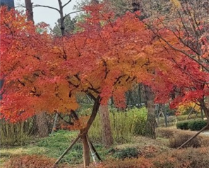 붉은빛 잎을 띤 단풍나무 사진