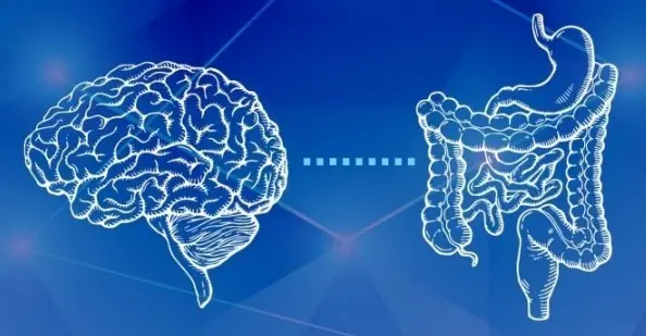 유익한 장내 미생물 종류
