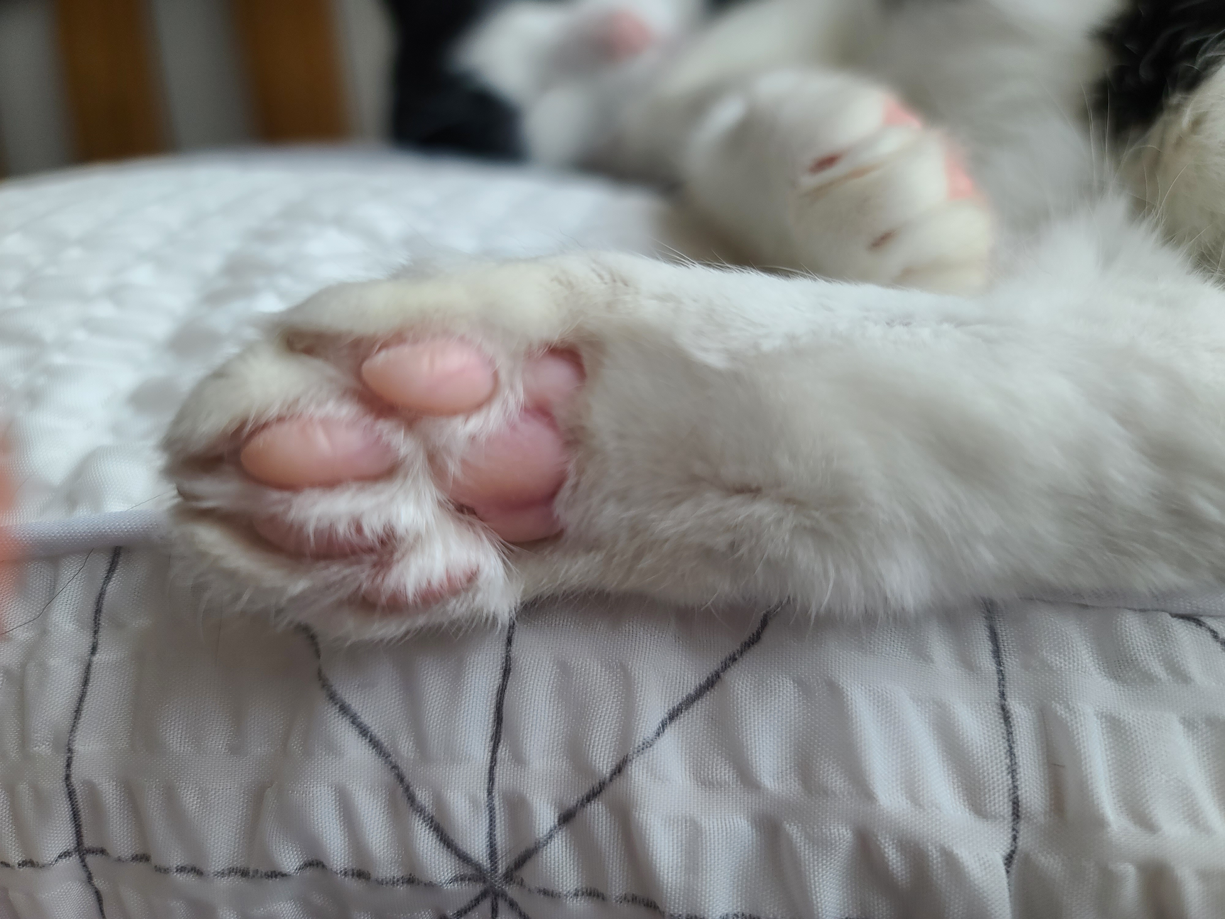 곤히 자고 있는 두리를 깨웠다.