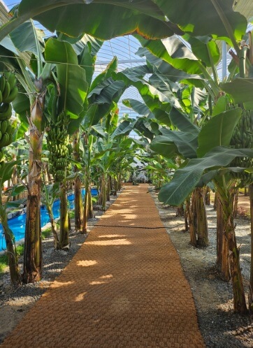 생생정보 믿고 떠나는 스타고장 가수 홍경민의 전라남도 함평 여행 한우 함평육회비빔밥 맛집 화랑식당 함평나비대축제 주포지구 한옥전원마을 함평 바나나 생태나라