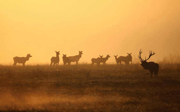 장수 한우랑 사과랑축제