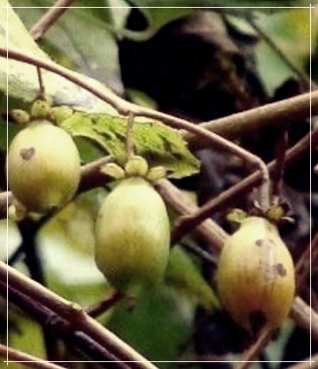 개다래: 특성, 효능, 재배 및 활용 방법