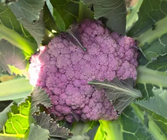 컬리플라워 재배 정식 후 관수 방풍 대책 영양 관리_7