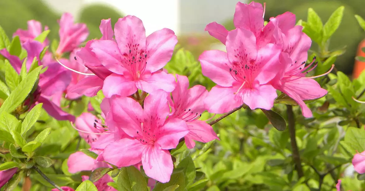 분홍빨간색봄꽃-철쭉