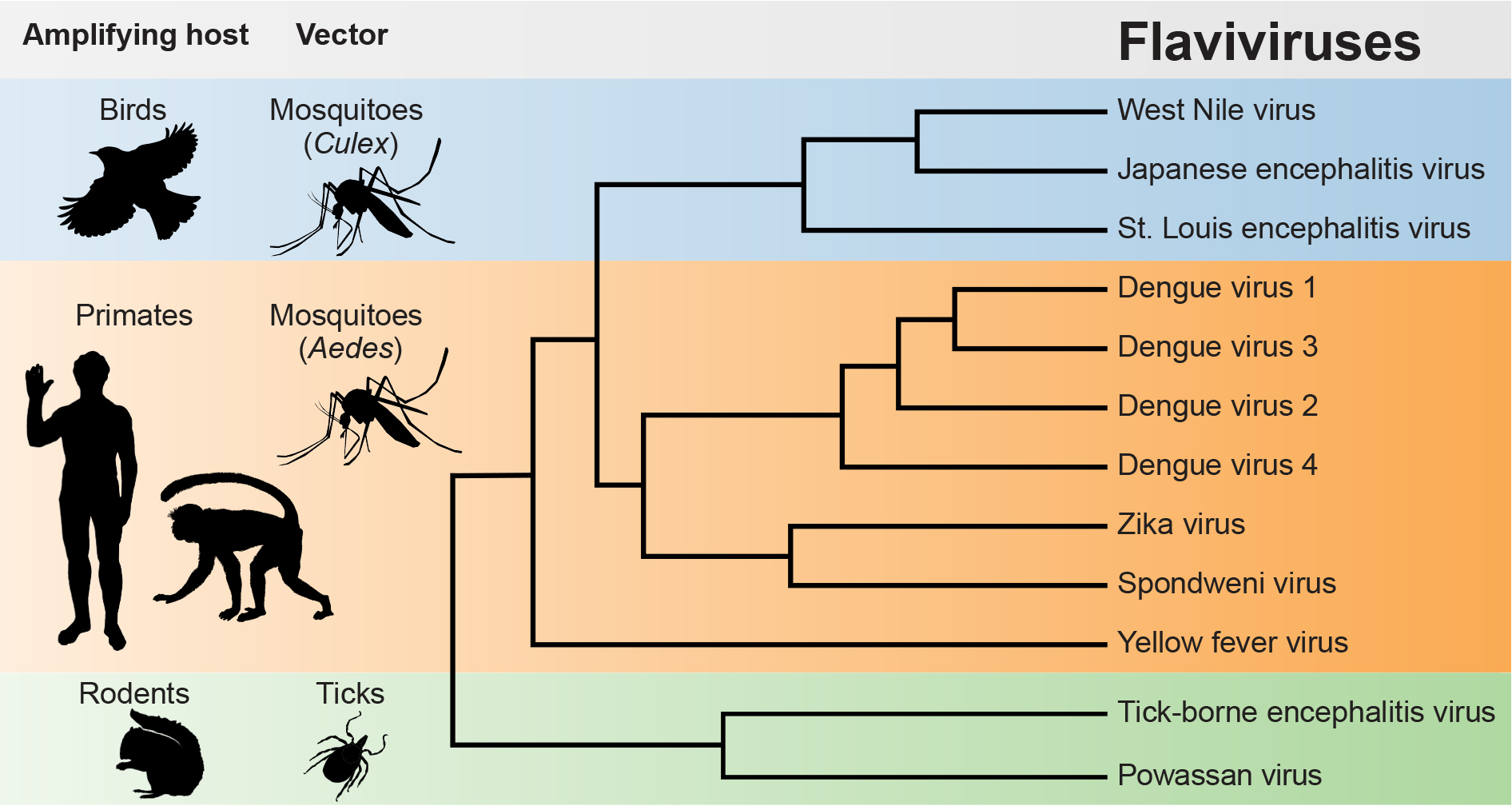 플라비바이러스 종류