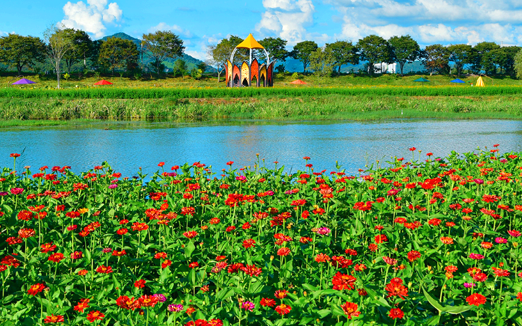 백일홍 핀 황룡강