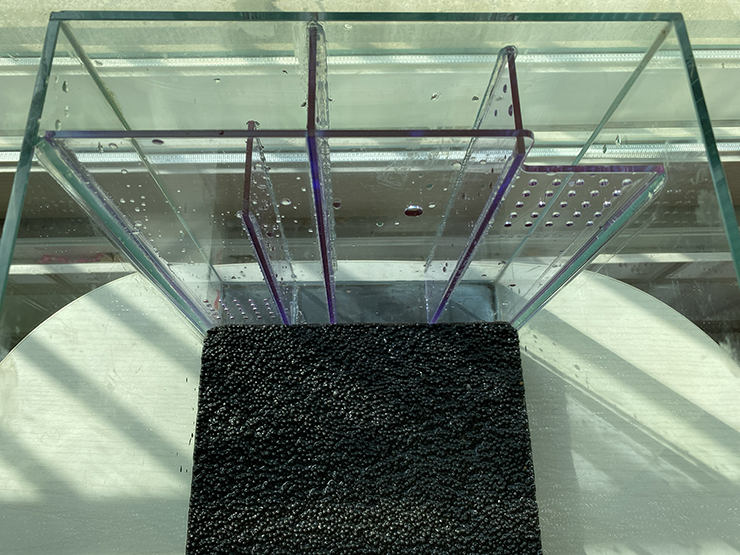 퍼글라스 발아 시도 중