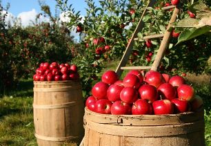 사과식초의 효능