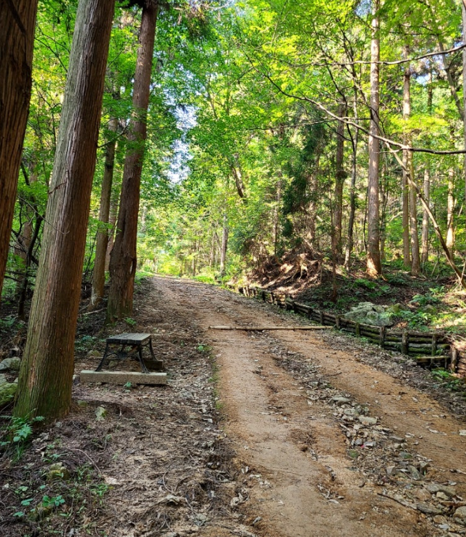 울창한 숲 속, 심장을 간질이는 피톤치드