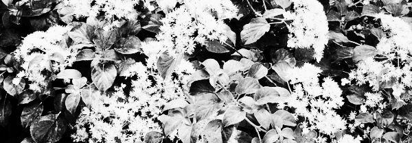 수국 종류: 등반 수국