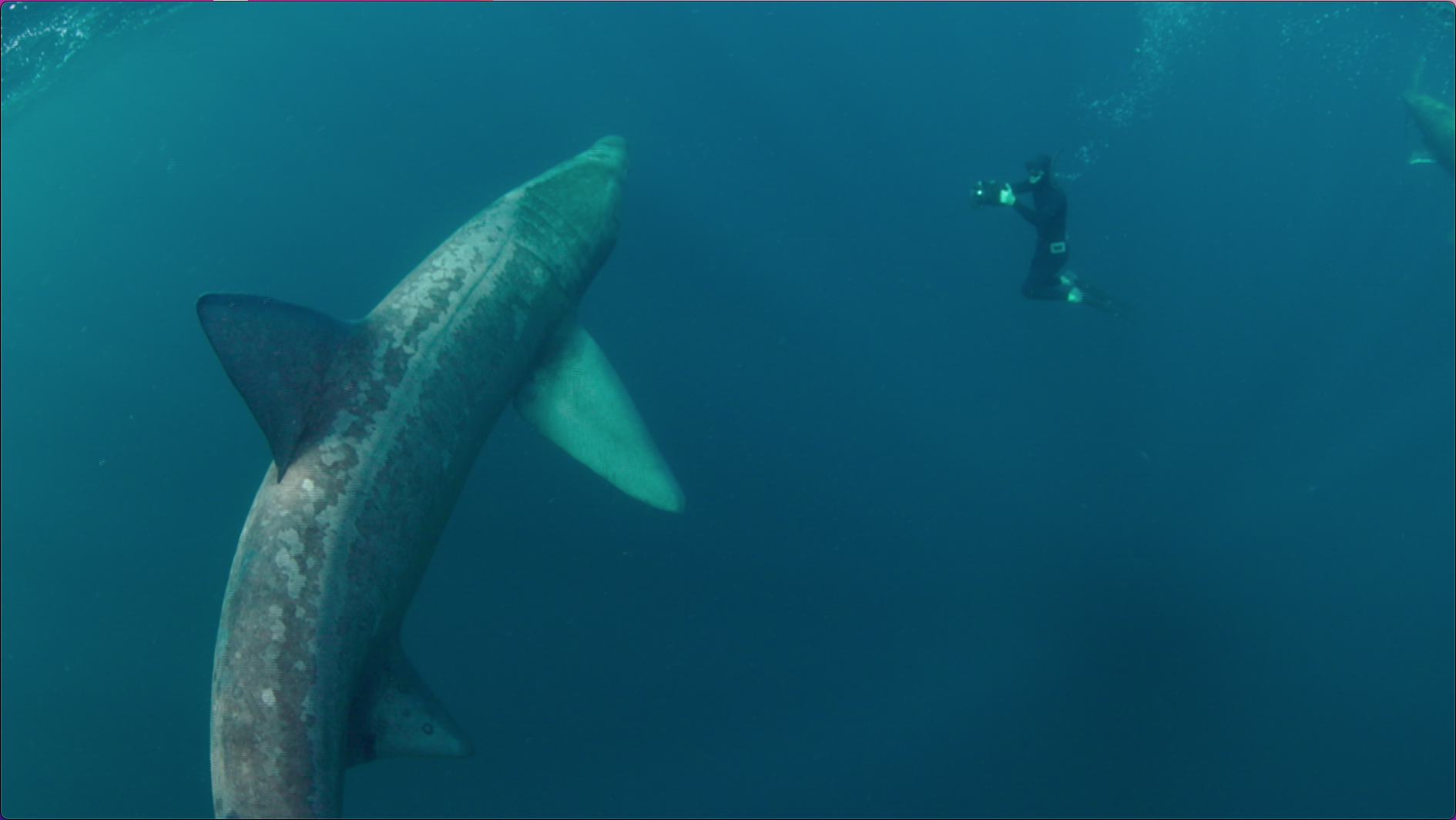 프레임레이트변환