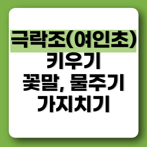 극락조 여인초 키우기 꽃말 물주기