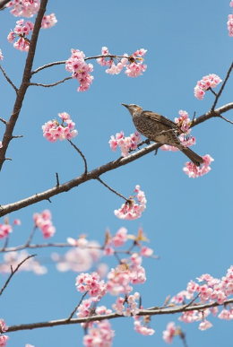 2025 벚꽃 개화시기 및 명소 추천