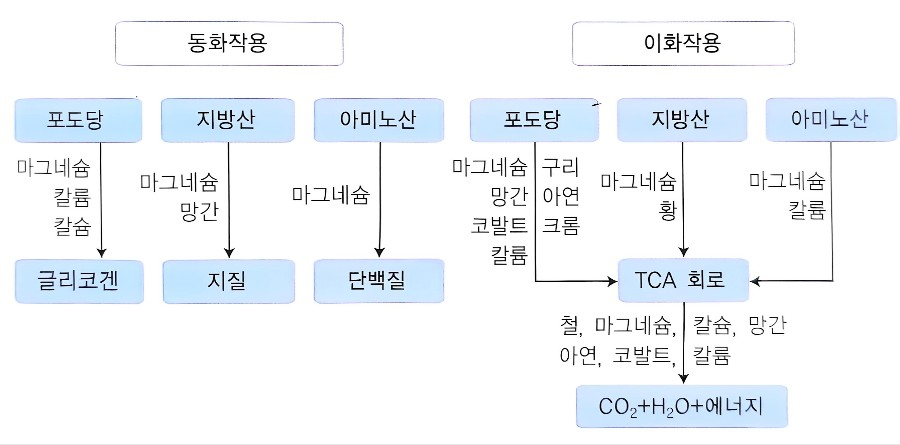 효소작용을 촉매 하는 무기질