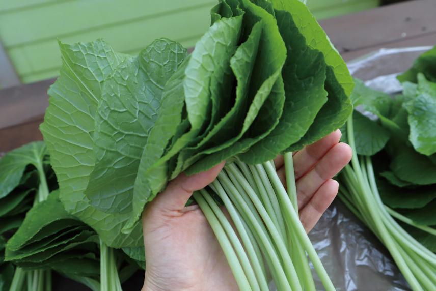 6시내고향 고추냉이 잎 꽃대 근경 생와사비 정가농원