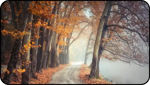 2024년 내장산 단풍절정시기