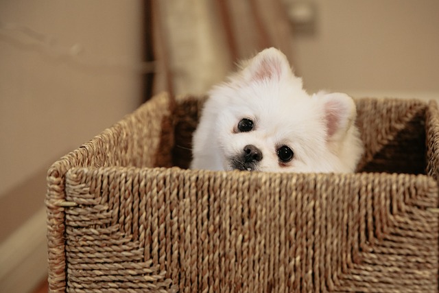 소형견 분양 완벽 가이드 – 건강한 반려견 선택부터 입양 후 관리까지!