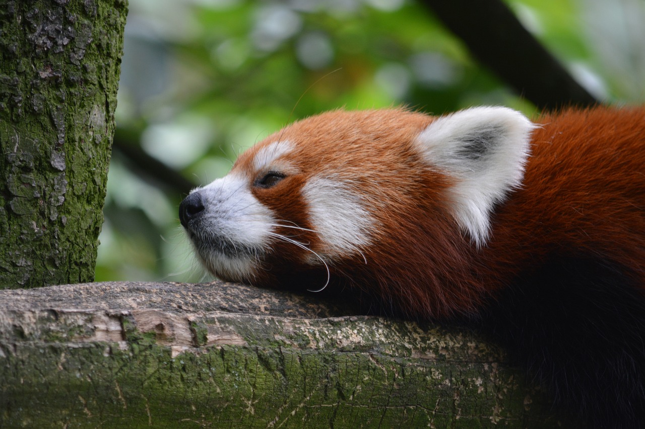 7월 첫째 주말(5~6일) 서울 날씨 예보｜무더위 대비 꿀팁까지! (이미지 픽사베이)
