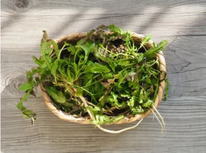 봄나물의-종류와-사진을-소개합니다.-봄나물의-종류로는 냉이-달래-쑥-미나리-등이-있습니다