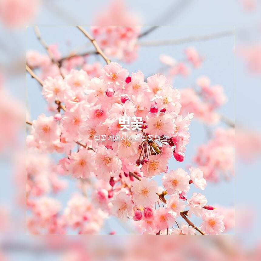 2022 벚꽃 개화시기와 벚꽃 명소