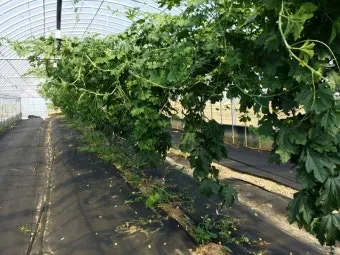 여주 재배 그늘 관리 수분 공급 여름 고온 대책_13