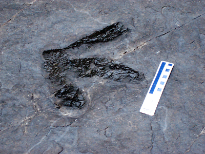 여수 낭도리 공룡발자국 흔적