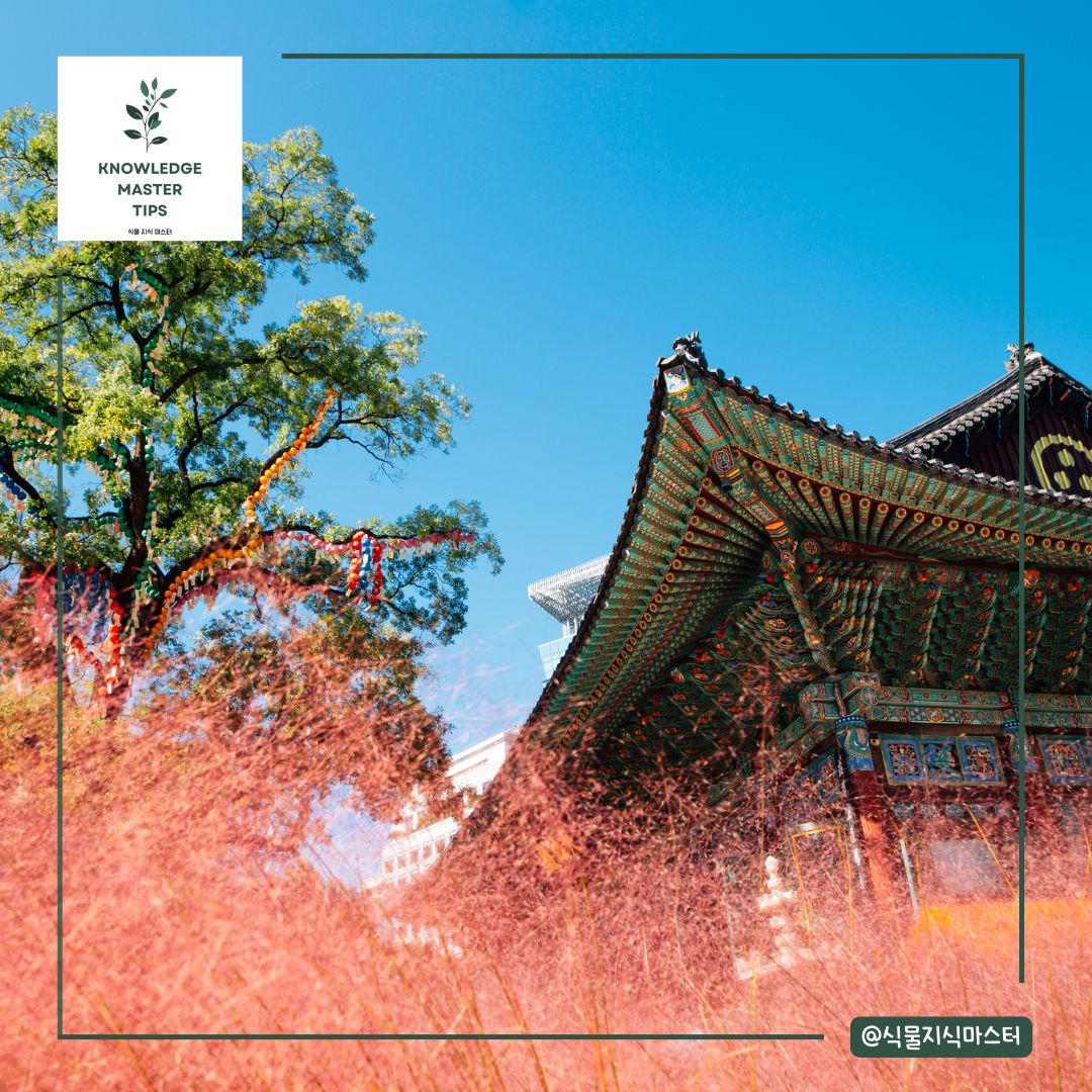 핑크뮬리, 피어나는 시기와 명소 소개