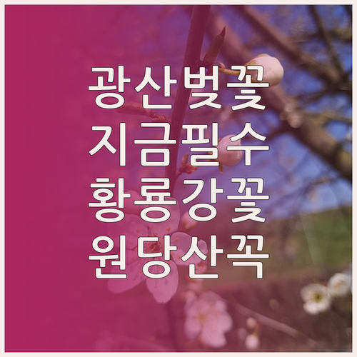 광산구 벚꽃 개화 시기 및 황룡강 원..