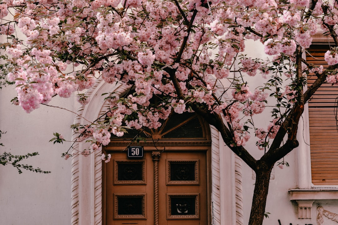 Cherry blossom